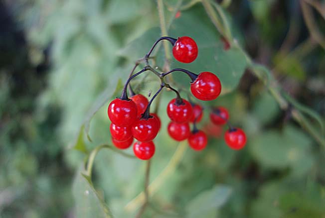 ヒヨドリジョウゴ