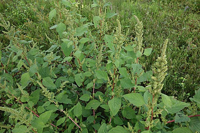 ホソアオゲイトウ