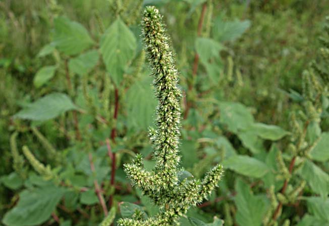 ホソアオゲイトウ