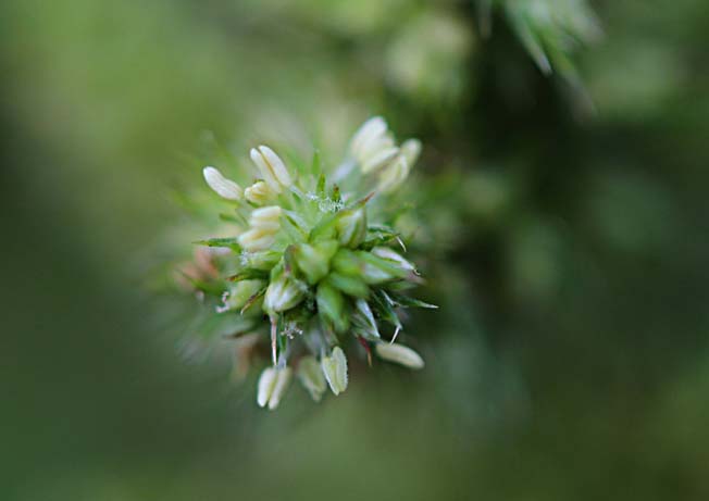 ホソアオゲイトウ