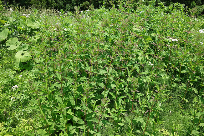 ホソバイラクサ