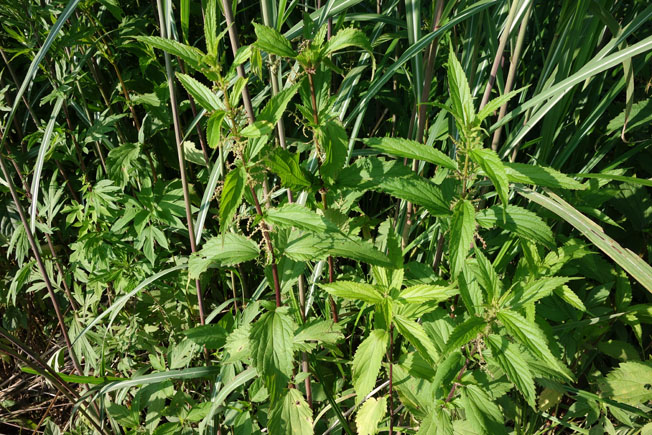 ホソバイラクサ