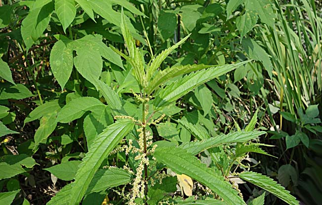 ホソバイラクサ