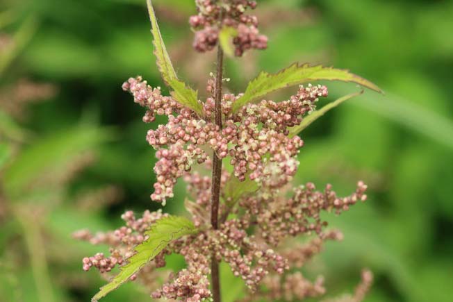 ホソバイラクサ