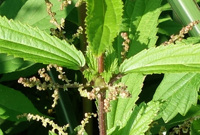 ホソバイラクサ