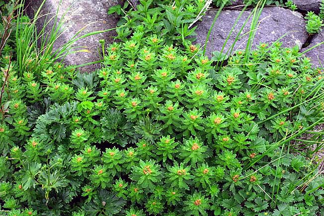 ホソバイワベンケイ