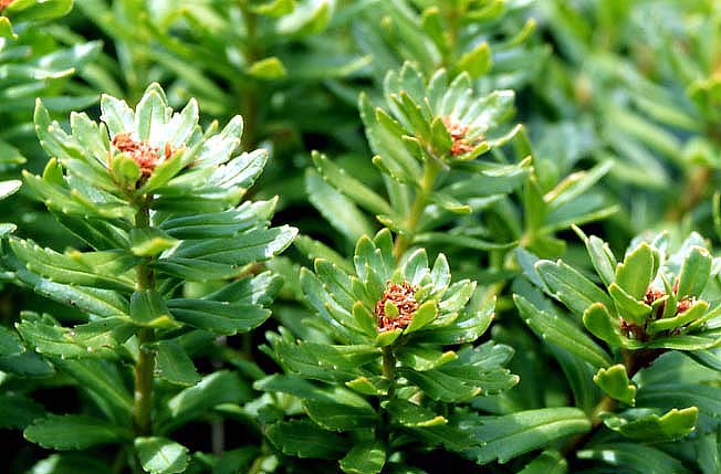 ホソバイワベンケイ