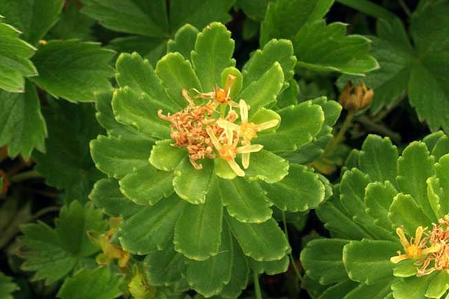 ホソバイワベンケイ