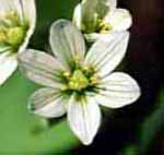 ホソバノアマナ