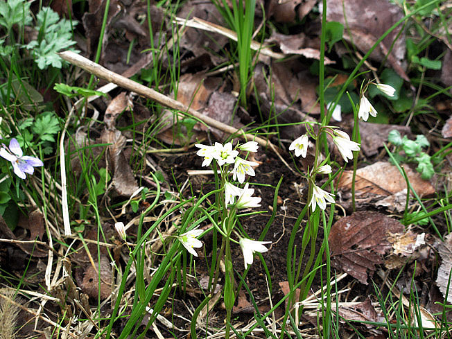 ホソバノアマナ