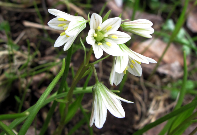 ホソバノアマナ