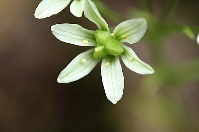 ホソバノアマナ