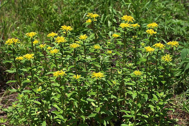 ホソバノキリンソウ