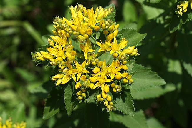 ホソバノキリンソウ