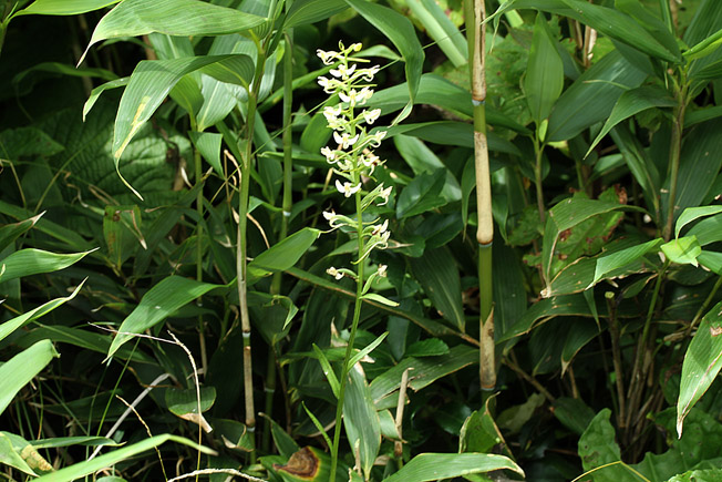 ホソバノキソチドリ