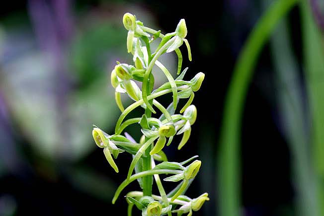 ホソバノキソチドリ