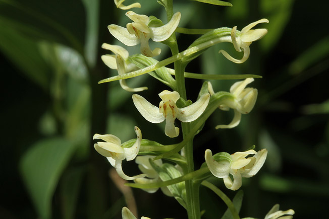 ホソバノキソチドリ