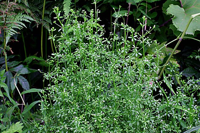 ホソバノヨツバムグラ