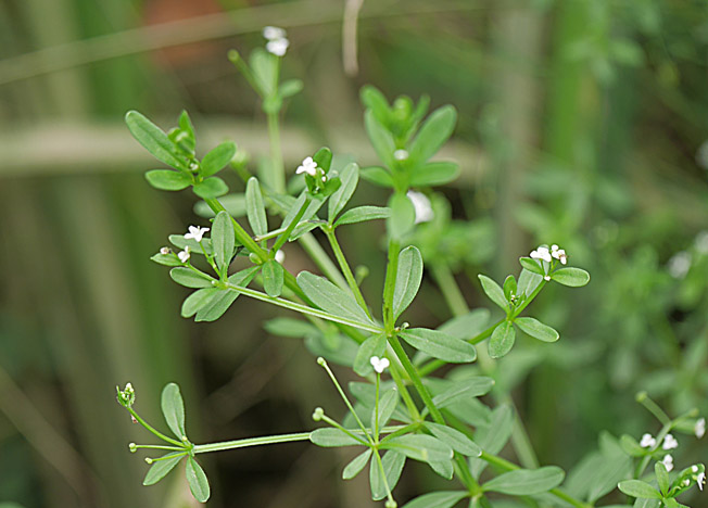 ホソバノヨツバムグラ