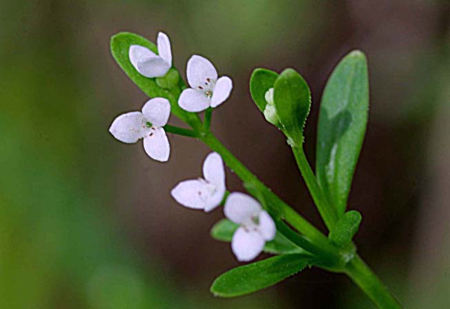 ホソバノヨツバムグラ