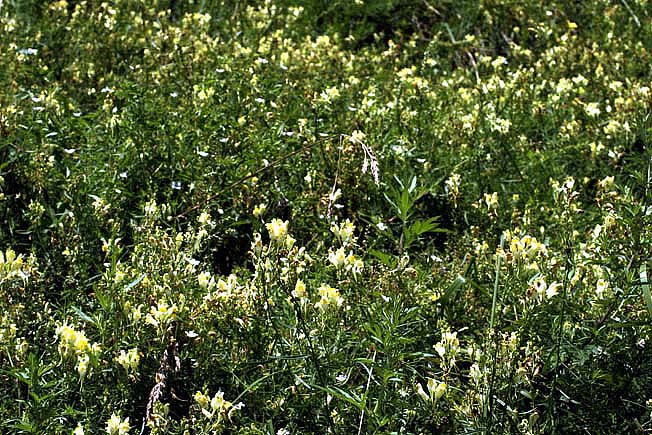 ホソバウンラン