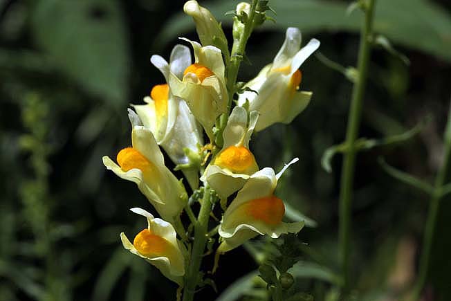 ホソバウンラン