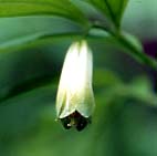 ホウチャクソウ