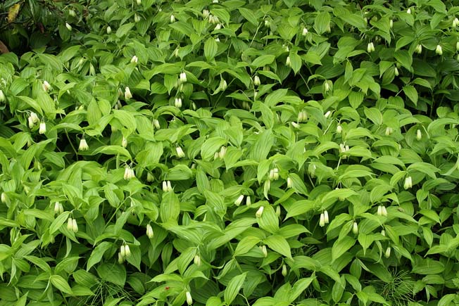 ホウチャクソウ