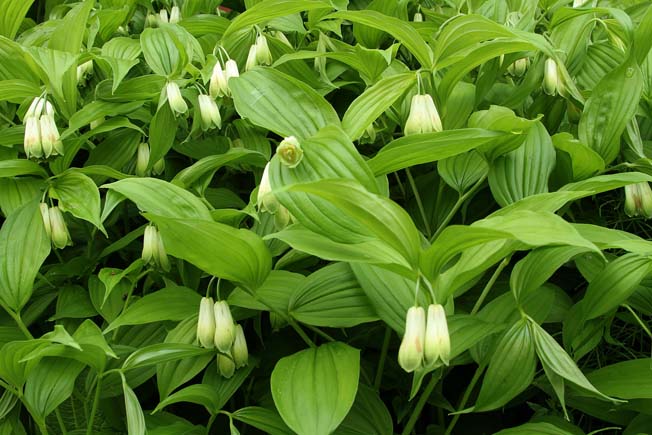 ホウチャクソウ