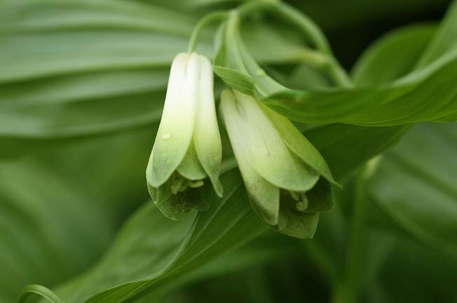 ホウチャクソウ