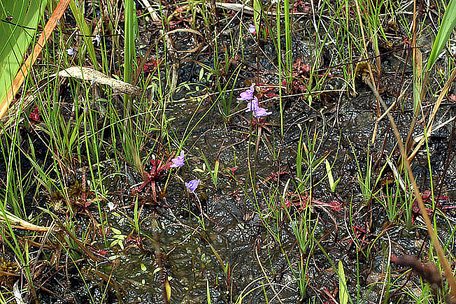 ホザキノミミカキグサ