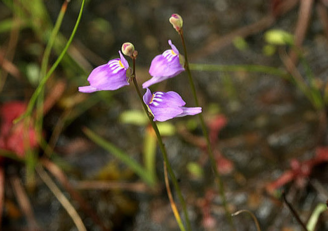 ホザキノミミカキグサ