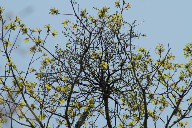 ホザキノヤドリギ