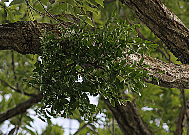 ホザキノヤドリギ