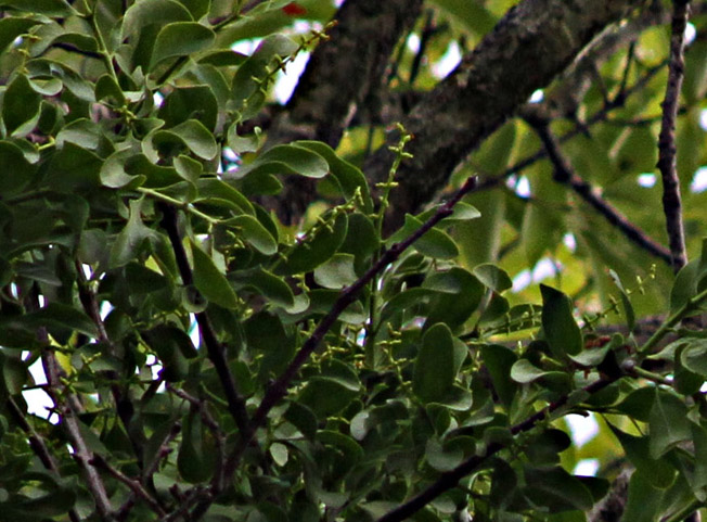 ホザキノヤドリギ