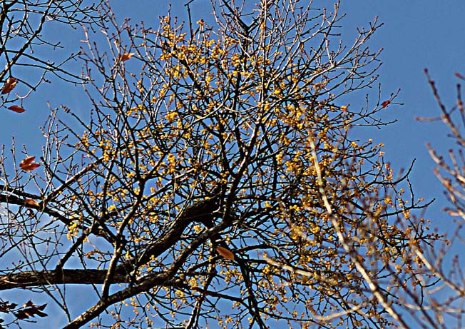 ホザキノヤドリギ