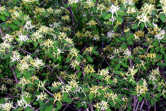 ヒョウタンボク