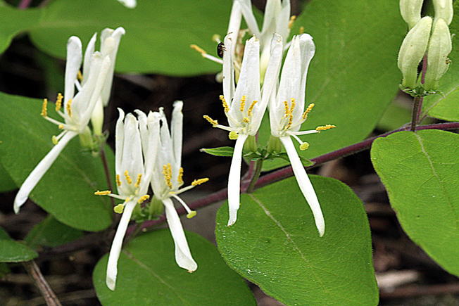 ヒョウタンボク