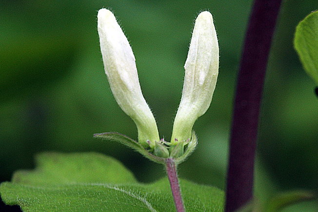 ヒョウタンボク