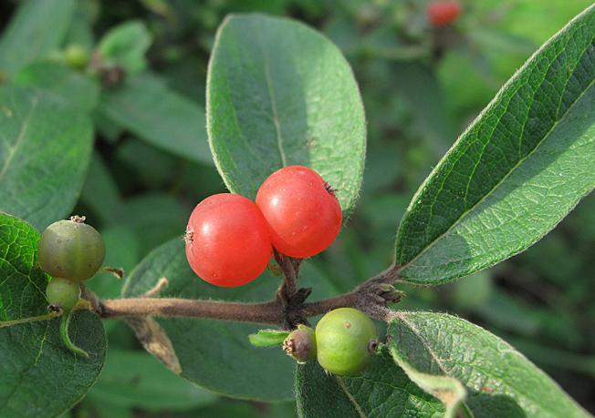 ヒョウタンボク