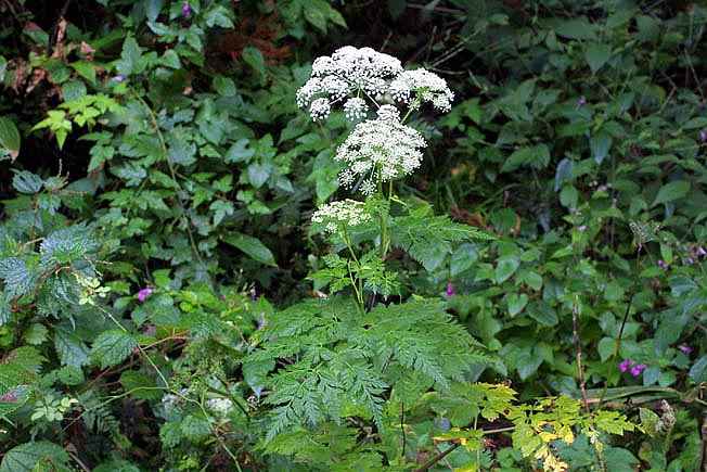イブキボウフウ