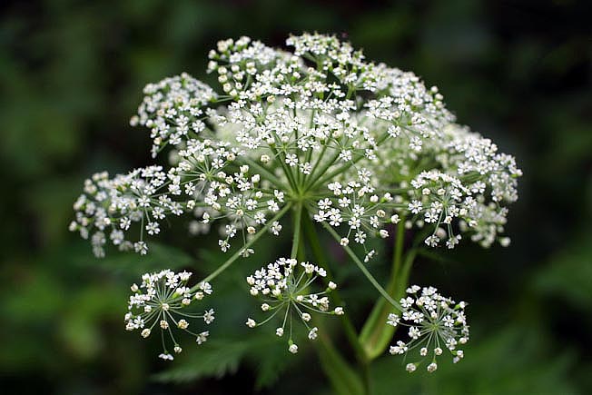 イブキボウフウ