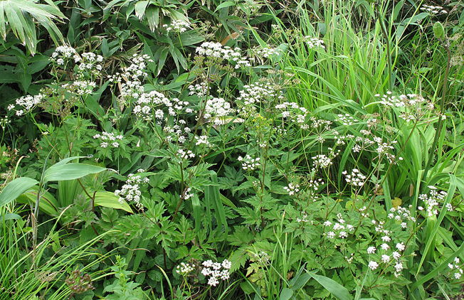 イブキゼリモドキ