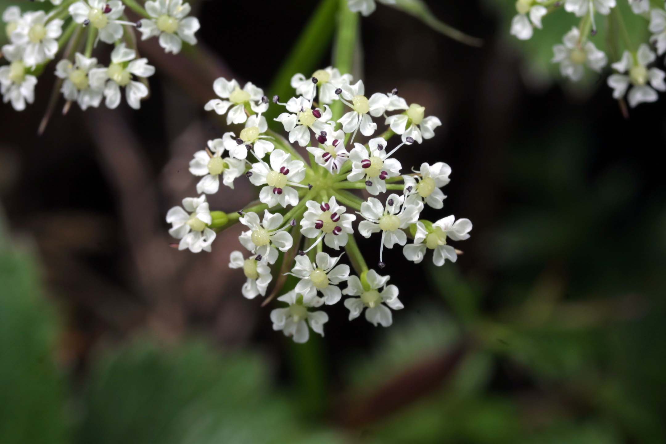 イブキゼリモドキ