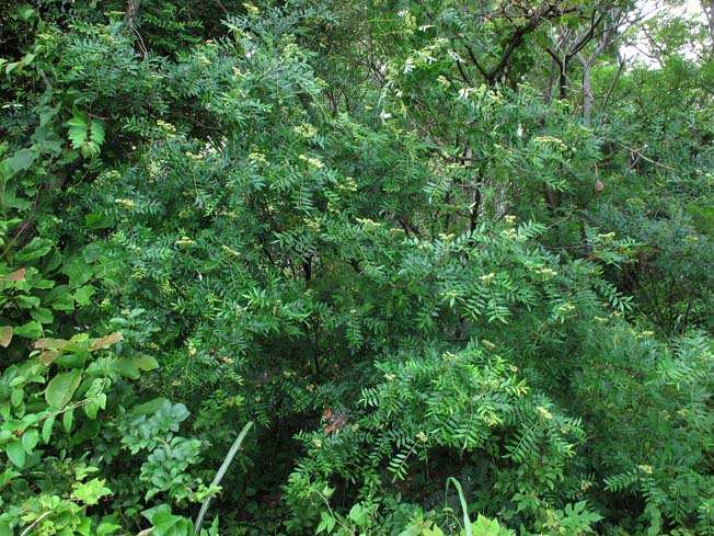 イヌザンショウ