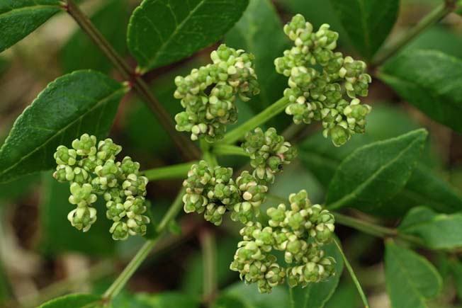 イヌザンショウ