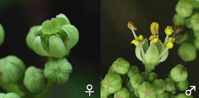 イヌザンショウ