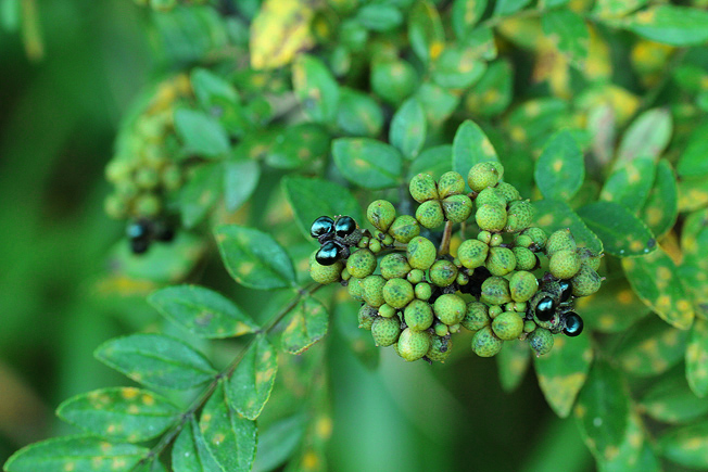 イヌザンショウ