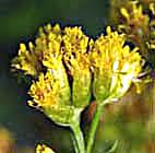 イトバアワダチソウ