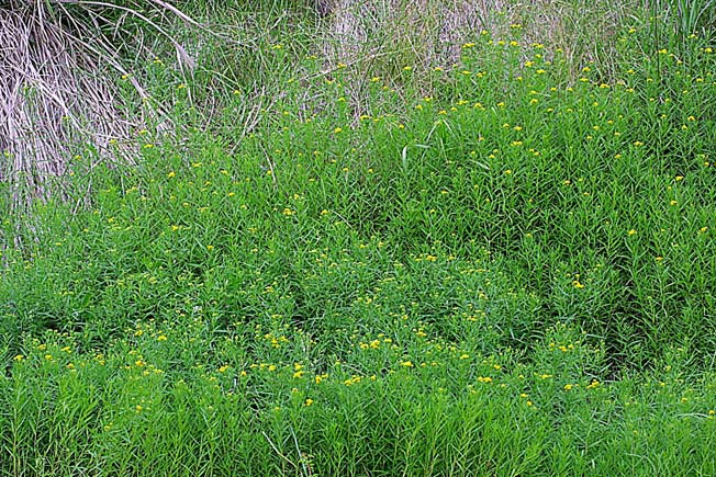 イトバアワダチソウ